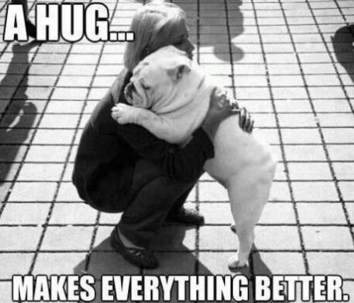 bulldog hugging person