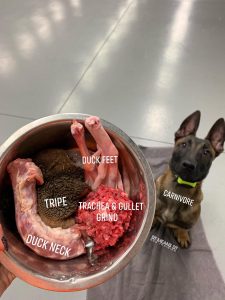 Malinois puppy waiting patiently for his carnivore meal