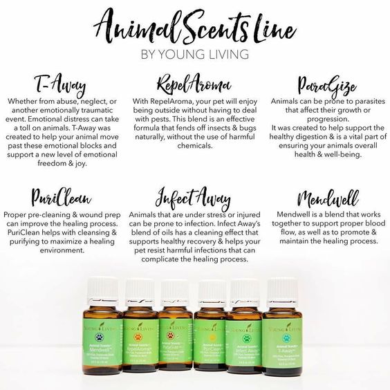 Aromatherapy for Dogs