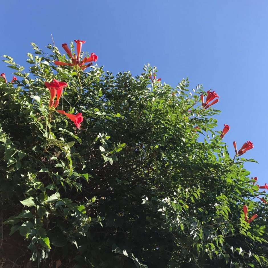 BlueSkies - Trumpet Vine