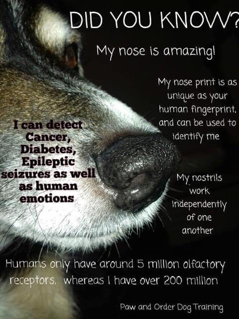 dog nose