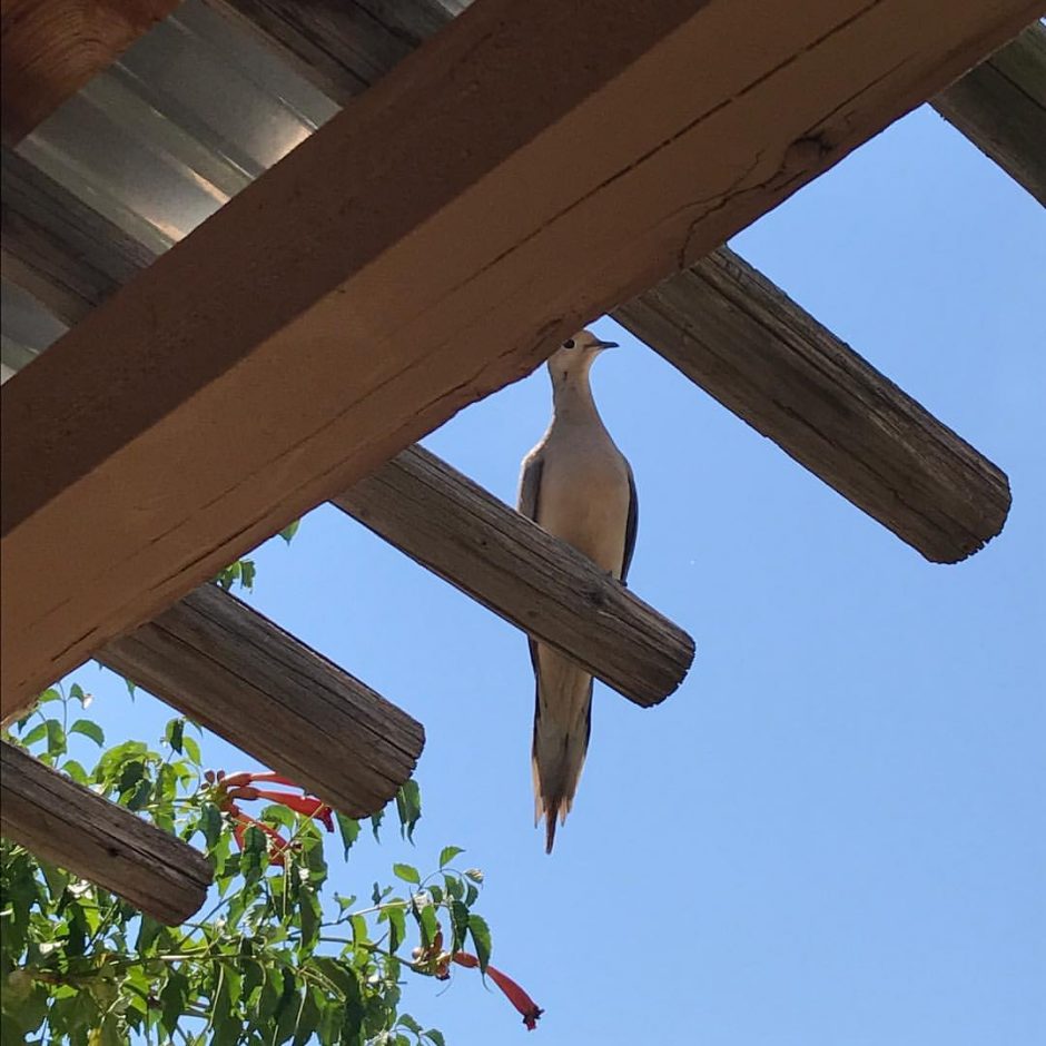 Dove singing