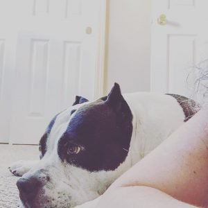 American bully lying next to human