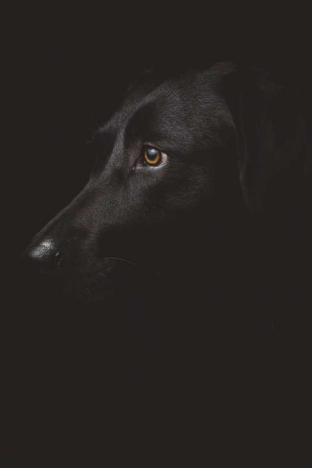 black lab eye