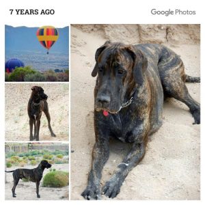 Seizures in Great Dane puppy