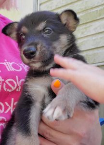 Carolina Dog puppy