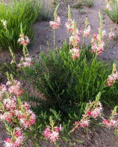 beautiful wild flowers copyright 2019 Dr. Kim Bloomer