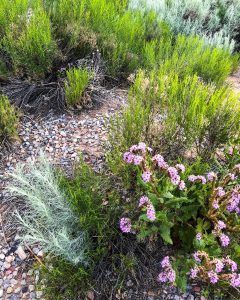 desert flowers copyright 2019 Dr. Kim Bloomer