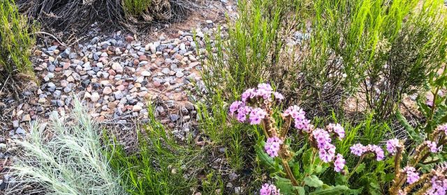 desert flowers