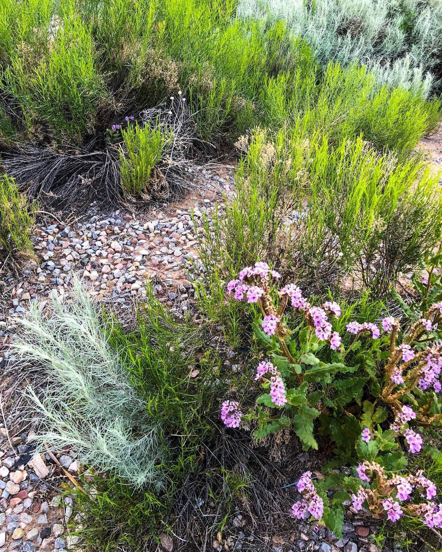 The Colorful Desert!