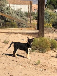 Carolina Dog puppy