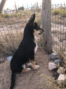 3 month old Carolina Dog puppy