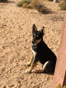 15 week old Carolina Dog puppy
