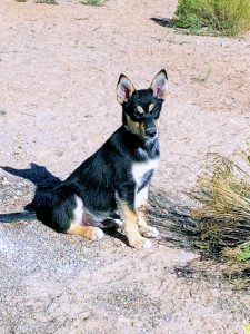 Carolina Dog puppy