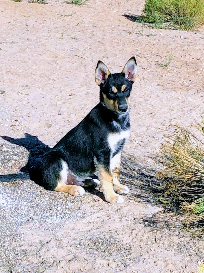 Carolina Dog puppy