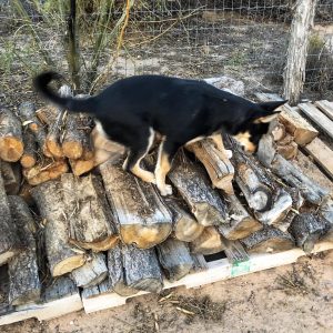 Carolina Dog puppy climbing woodpile