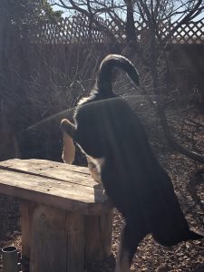 CD puppy jumping off of bench
