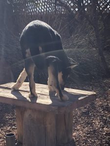 CD puppy on a bench