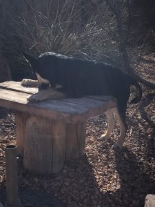 CD puppy climbing a bench