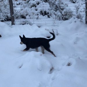 CD puppy in snow