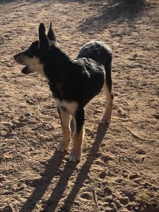 CD puppy in the desert