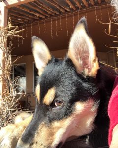 Precocious Carolina Dog puppy