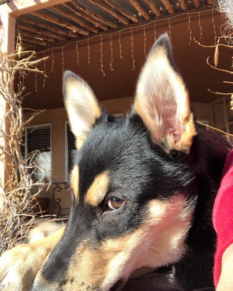 Precocious Carolina Dog puppy