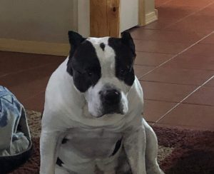 American Bully in funny posture