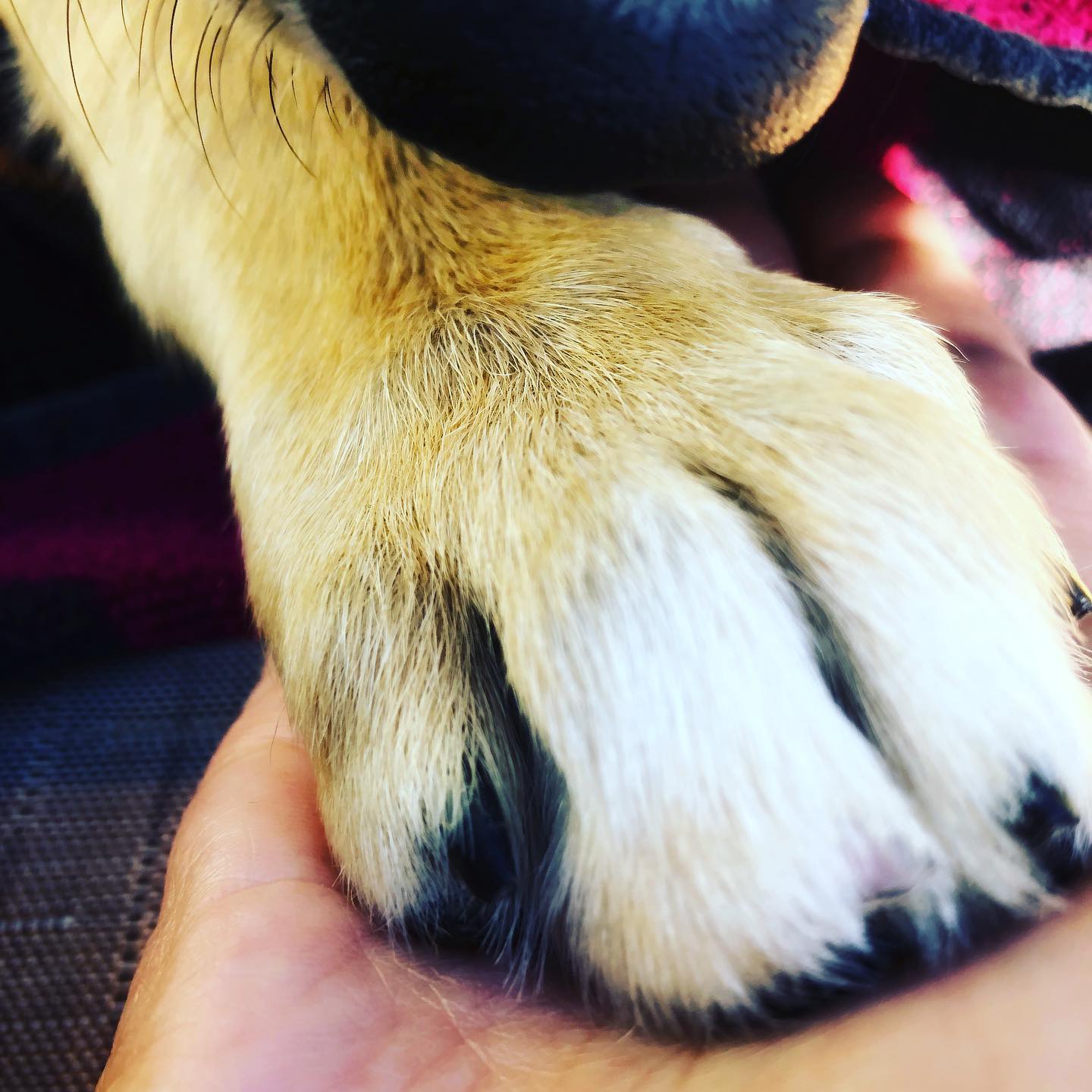Carolina Dog puppy nose and paw