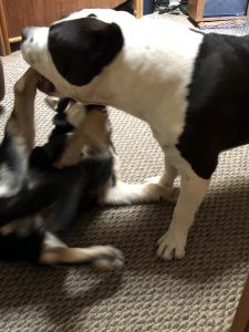CD puppy wrestling with American Bully dog