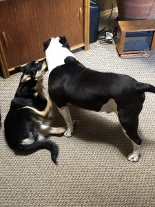 Carolina Dog puppy and American Bully dog wrestling