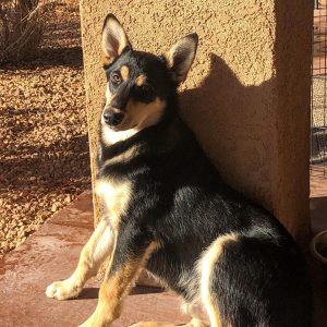 Handsome Ezra Carolina Dog