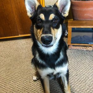 Handsome Carolina Dog
