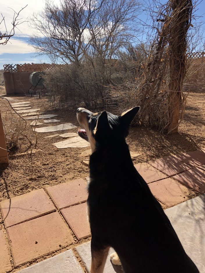 Carolina Dog puppy looking at the sky