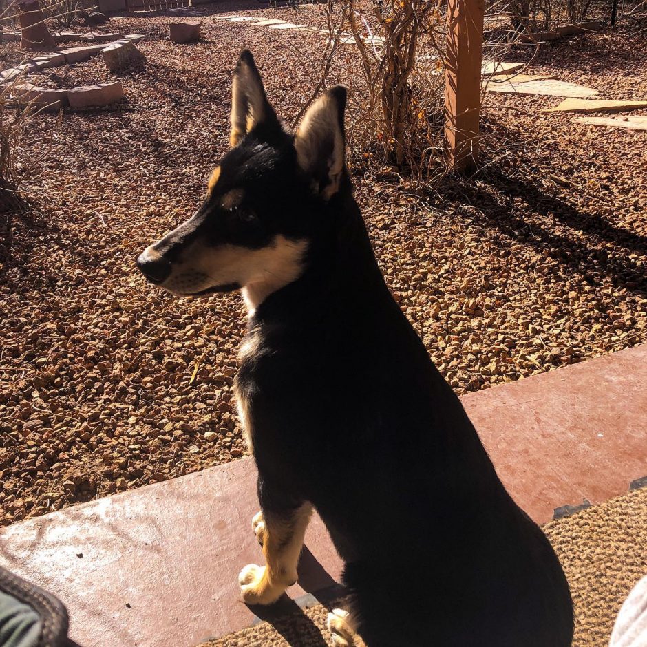 Carolina Dog puppy Ezra