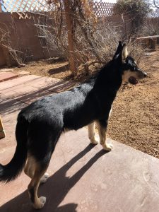 mostly black Carolina Dog