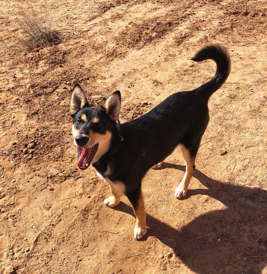 Carolina Dog puppy smiling