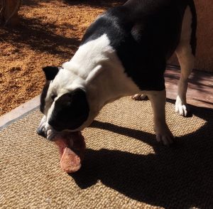 American Bully dog eating his RMB