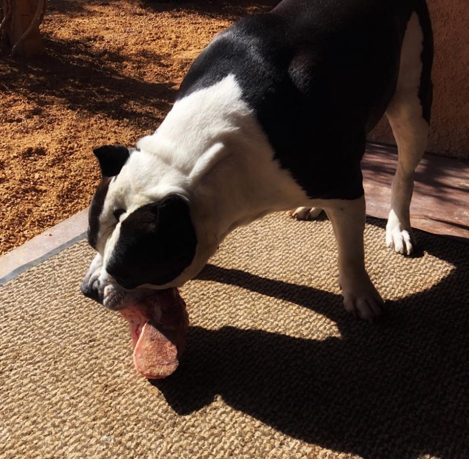 American Bully dog eating his RMB