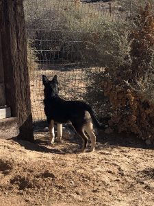 Carolina Dog puppy standing tall