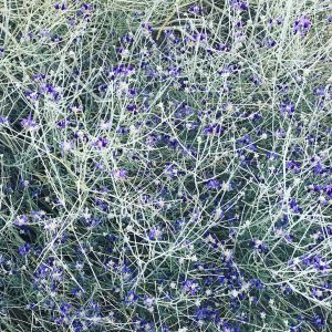 The Flowering Desert Bush
