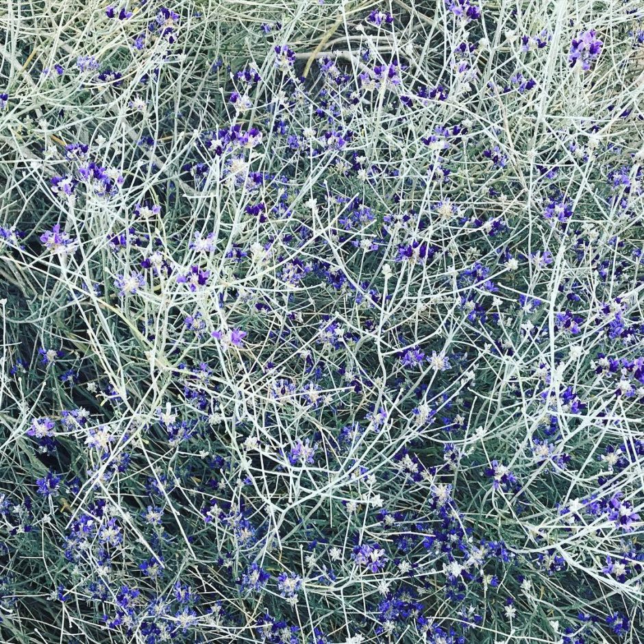 The Flowering Desert Bush
