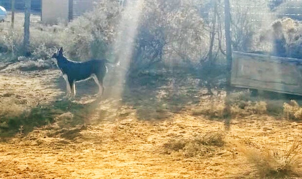 Sun shining on CD puppy