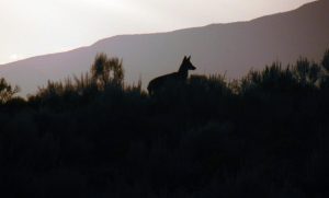 Female coyote on hill
