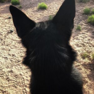 Back of puppy head