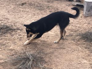 Carolina Dog puppy pruning bushes