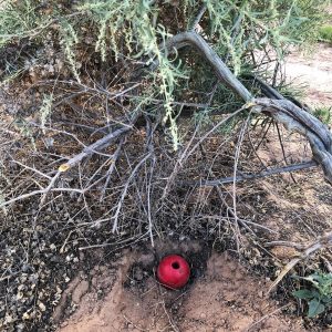 Red Kong ball in desert bush