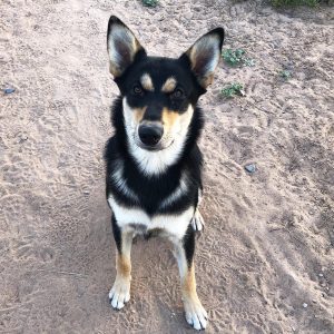 Handsome Carolina Dog puppy