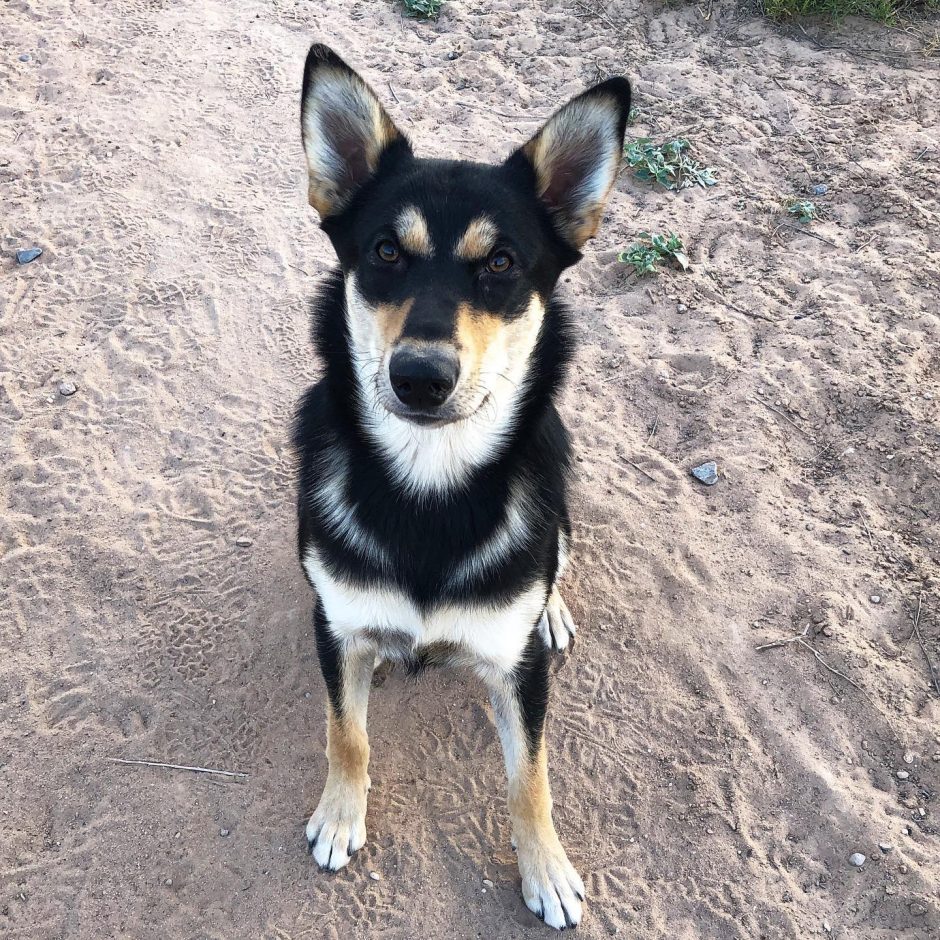 Handsome Carolina Dog puppy