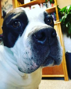 American Bully making a funny face